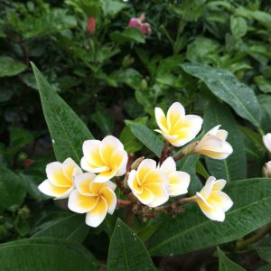 Flower Bed