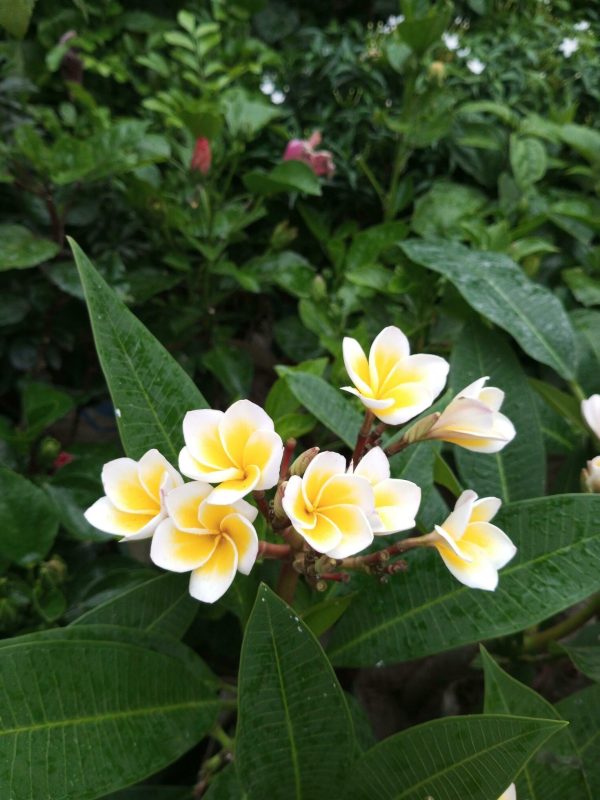 Flower Bed